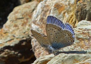 okgzl Kk Turan Mavisi (Polyommatus cornelius)