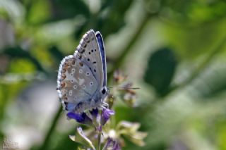 �okg�zl� Yalanc� �illi Mavi&nbsp;(Polyommatus&nbsp;corydonius)