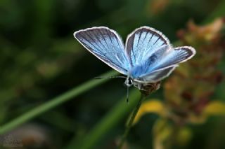 �okg�zl� Damon Mavisi&nbsp;(Polyommatus&nbsp;damon)