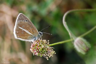 �okg�zl� Damon Mavisi&nbsp;(Polyommatus&nbsp;damon)