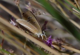 ? Agro Tr (Tanmsz) (Agrodiaetus sp.)