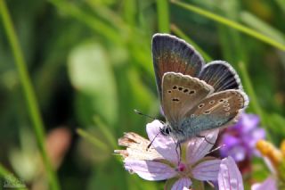 �okg�zl� Geranium Mavisi&nbsp;(Aricia&nbsp;eumedon)