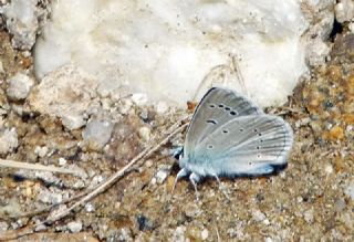 �okg�zl� �figenya&nbsp;(Polyommatus&nbsp;iphigenia)