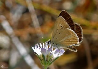 okgzl Demavend Esmeri (Polyommatus demavendi)