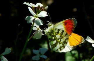 Turuncu Ssl (Anthocharis cardamines)