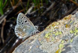 Pirene �okg�zl�s�&nbsp;(Polyommatus&nbsp;pyrenaicus)