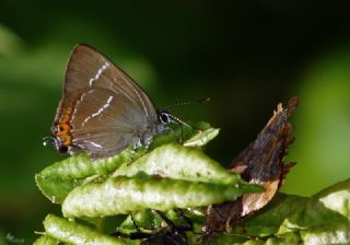 Karaaa Sevbenisi (Satyrium w-album)