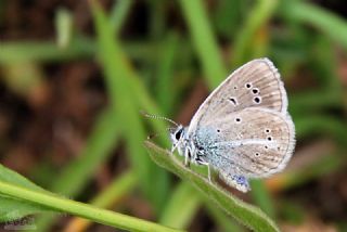 �okg�zl� T�rk Mavisi&nbsp;(Polyommatus&nbsp;turcicus)