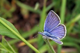 �okg�zl� T�rk Mavisi&nbsp;(Polyommatus&nbsp;turcicus)