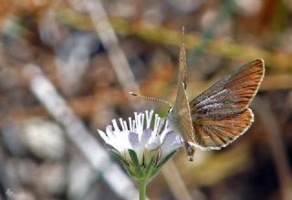 okgzl Demavend Esmeri (Polyommatus demavendi)