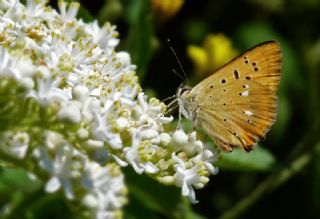 Orman Bak�r G�zeli&nbsp;(Lycaena&nbsp;virgaureae)
