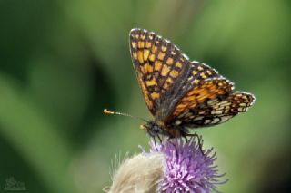 G�zel Amannisa&nbsp;(Mellicta &nbsp;aurelia)