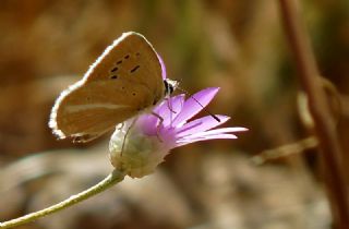 ? Agro Tr (Tanmsz) (Agrodiaetus sp.)