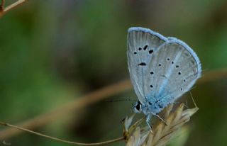 ? Agro T�r� (Tan�ms�z)&nbsp;(Agrodiaetus&nbsp;sp.)