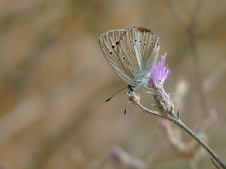 Lacivert Anadolu okgzls (Polyommatus actis )