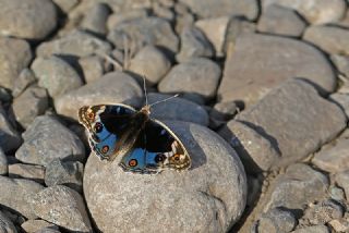 Dicle Gzeli (Junonia orithya)