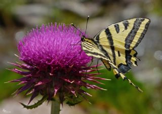 Kaplan K�rlang��kuyruk&nbsp;(Papilio&nbsp;alexanor)