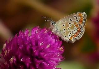 okgzl Esmer (Aricia agestis)