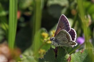 �okg�zl� Orman Esmeri&nbsp;(Aricia&nbsp;artaxerxes)