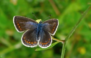 okgzl Mavi (Polyommatus icarus)