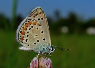 okgzl Mavi (Polyommatus icarus)
