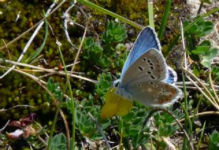 �okg�zl� Turkuvaz Mavisi&nbsp;(Polyommatus&nbsp;dorylas)