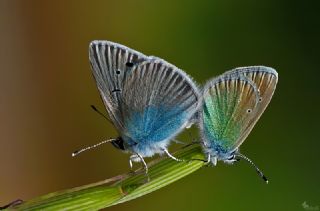 Karagz Mavisi (Glaucopsyche alexis)