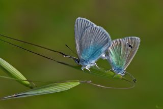 Karagz Mavisi (Glaucopsyche alexis)