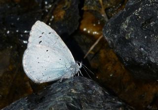 Kutsal Mavi (Celastrina argiolus)