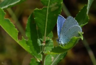Kutsal Mavi&nbsp;(Celastrina&nbsp;argiolus)