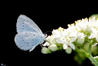 Kutsal Mavi (Celastrina argiolus)