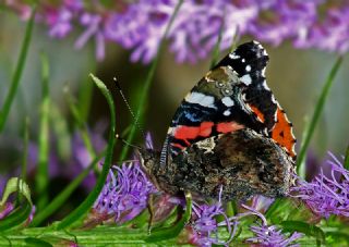 Atalanta (Vanessa atalanta)