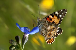 Diken Kelebei (Vanessa cardui)