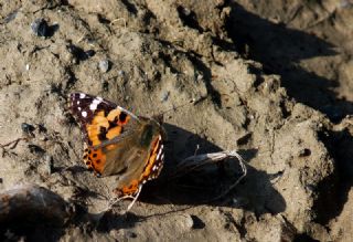 Diken Kelebei (Vanessa cardui)