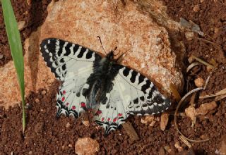 Orman Fistosu (Allancastria  cerisyi)