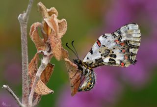 Orman Fistosu (Allancastria  cerisyi)