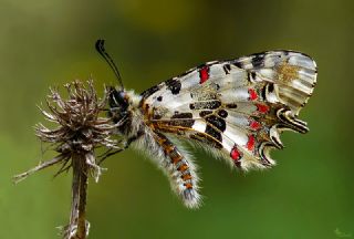 Orman Fistosu (Allancastria  cerisyi)
