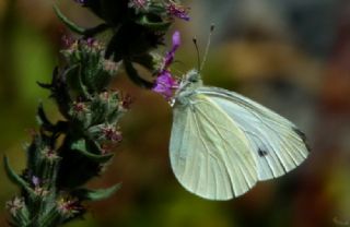 Kk Beyazmelek (Pieris rapae)