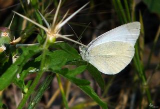 Da� Beyazmele�i&nbsp;(Pieris&nbsp;ergane)