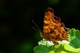 Yrtk Prtk (Inachis c-album)