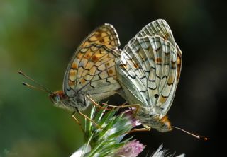 Niyobe (Fabriciana niobe)