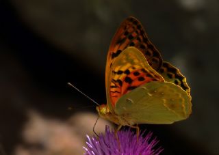 Bahadr (Argynnis pandora)