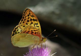 Bahadr (Argynnis pandora)