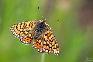 Nazu�um&nbsp;(Euphydryas&nbsp;aurinia)