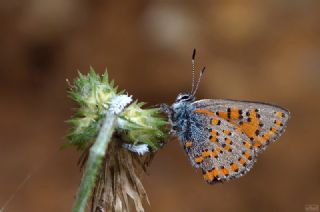 Akbes Gelincii (Tomares nesimachus)