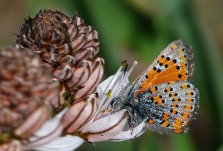 Akbes Gelincii (Tomares nesimachus)