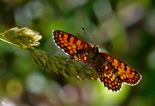 Amannisa (Melitaea athalia)