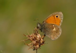 Kk Zpzp Perisi (Coenonympha pamphilus)