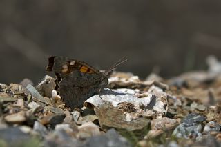 �itlembik Kelebe�i&nbsp;(Libythea&nbsp;celtis)