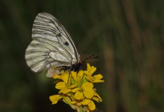 Dumanl Apollo (Parnassius mnemosyne)